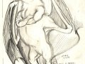 s_flying_fox.jpg